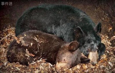 ​熊为什么会在冬眠的时候生孩子 幼崽存活率高(食物充足)