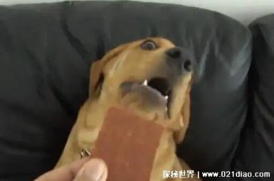 ​巧克力能喂狗吃吗，不能(轻则使其中毒重则直接死亡)