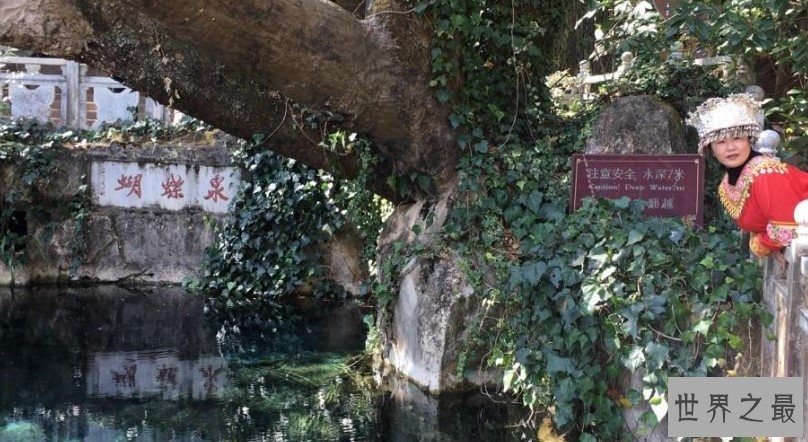 中国最美蝴蝶泉,成千上万的蝴蝶来赴会