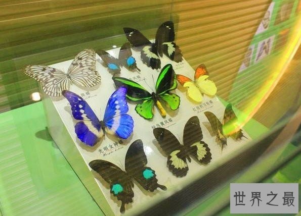 中国最美蝴蝶泉,成千上万的蝴蝶来赴会