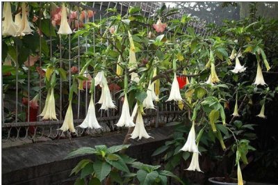 ​曼陀罗花不妨泡酒吗 曼陀罗花不妨取代药物吗