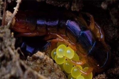 ​糙耳孔蜈蚣：与众没有共的蜈蚣科生物（体态很特殊）