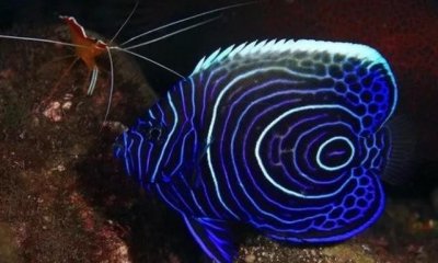 ​世界公认十大最可爱的鱼（世界10大长得最美的鱼）