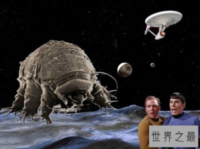 ​史上最小的熊，显微镜下的水熊