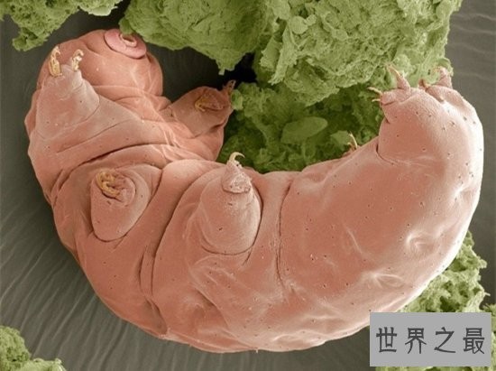 史上最小的熊,显微镜下的水熊