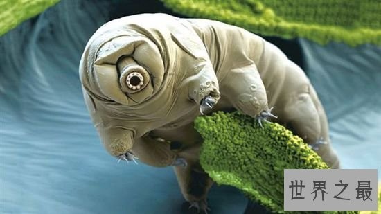 史上最小的熊,显微镜下的水熊