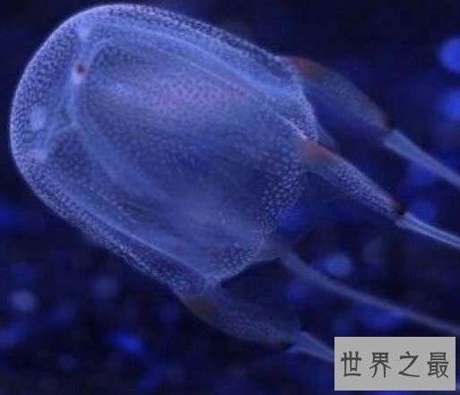 世界上最毒的生物箱水母,25年内毒死了大约60人