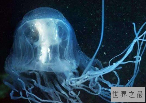世界上最毒的生物箱水母,25年内毒死了大约60人