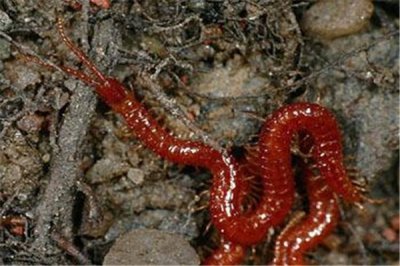 ​地蜈蚣：接近毁灭的蜈蚣科物种（毒性较小的蜈蚣）