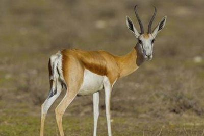 ​跳羚:一种速度仅次于猎豹的羚羊_时速达94公里