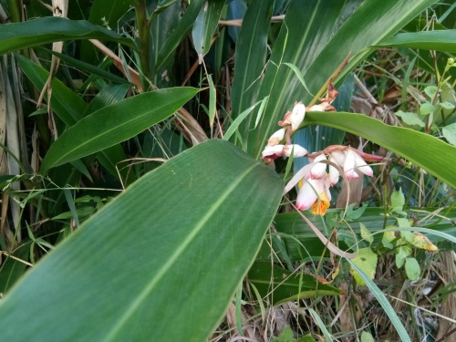 山姜-你见过吗?