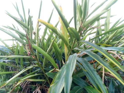 山姜-你见过吗?