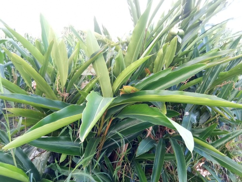 山姜-你见过吗?