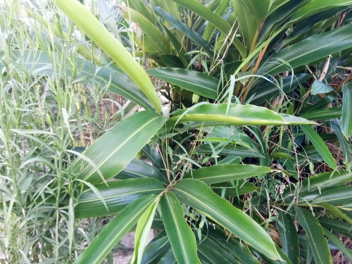 山姜-你见过吗?