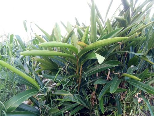 山姜-你见过吗?