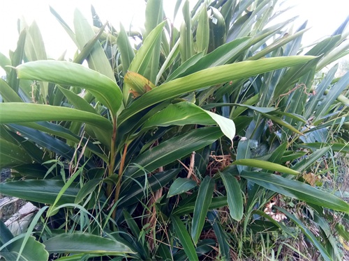 山姜-你见过吗?