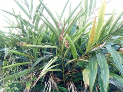 山姜-你见过吗?