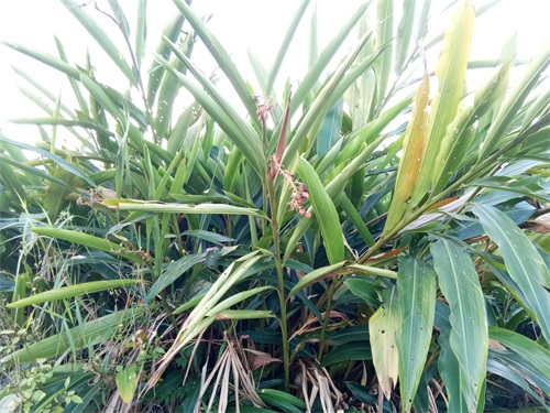 山姜-你见过吗?