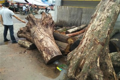 ​小叶桢楠和金丝楠辨别 小叶桢楠属于金丝楠中的一种