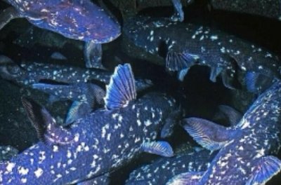 腔棘鱼:世界已知最古老鱼类,构造特别_脑在头盖骨内