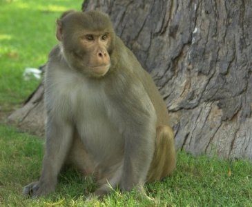 和人一样 猴子也有 热手效应 误区