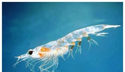 世界上最干净食物:南极磷虾每年至少被吃掉2亿吨