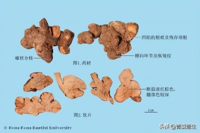 每日学本草——金荞麦