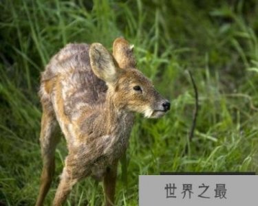 ​世界上最香的动物，麝能产生麝香