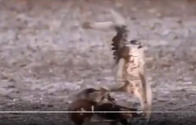 ​摄影师拍摄到鸭子突瞬间抽搐猝死 影片放慢6倍速惊曝凶手是游隼