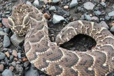 ​咝蝰:世界上最短粗的毒蛇_被称非洲蛇中的低肥子