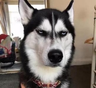 为什么女生遇到事情就尖叫(为什么女生害怕时爱尖叫)