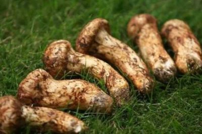 ​松菌:世界上最珍贵的食材之一(每斤最多价格两千元)