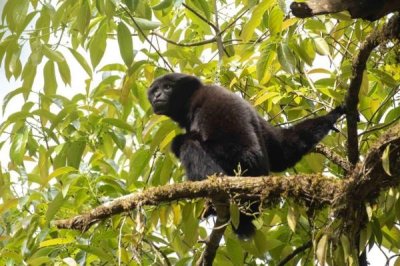 ​乌长臂猿:我国分散最广的长臂猿_广西云南最多