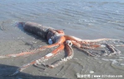 ​大王乌贼真的存在吗，真的存在(总长超过20米最大体重2000斤)