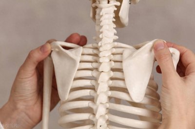 什么是“圆肩”?