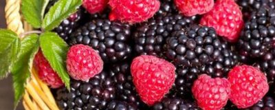 树莓的功效与作用及食用方法大全 树莓功效与作用营养价值