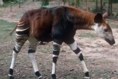 ​霍加狓毁灭了吗?五十年后再次创造_生计在非洲刚刚果