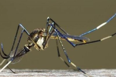 ​金腹巨蚊不妨干宠物吗?人为豢养没有易_年少吃虫长大喝蜜