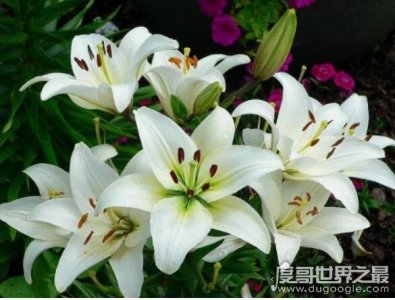 ​卡萨布兰卡花的传说，相传遇见它的情侣都会以死亡作为终结