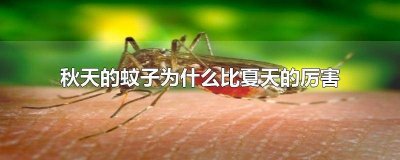 秋冬的蚊子为什么这么厉害 秋天的蚊子为什么比夏天的大