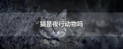 猫是夜行动物吗