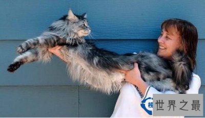 ​世界上最大的猫：缅甸猫Stewie(长1.23米)