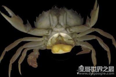 ​恶心螃蟹寄生虫蟹奴，残忍寄生过程(千万不要吃错了)