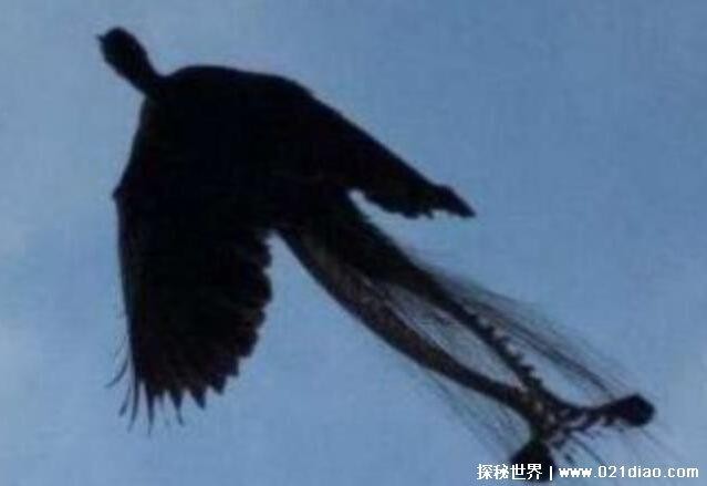 世界上真的存在凤凰吗（凤凰真的存在过吗）