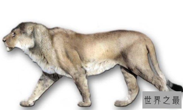 史上最大的狮子，就是著名的残暴狮