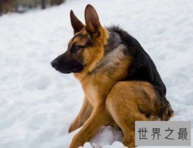 ​世界上最丑的犬种，卡西莫多犬(天生残疾没有脖子)