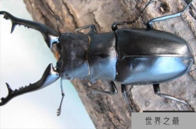 ​世界上最大的锹甲虫 长颈鹿锯锹 长12.3厘米