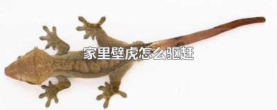 家里壁虎怎么驱赶