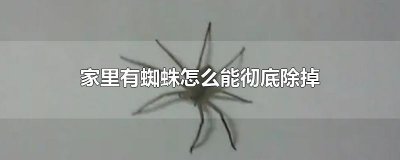 家里有蜘蛛怎么能彻底除掉