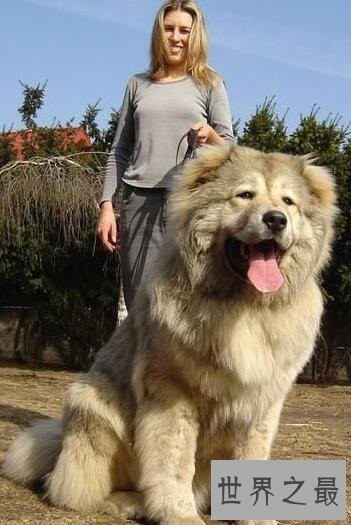 世界十大大型犬排名，马士提夫犬站起来比人还高